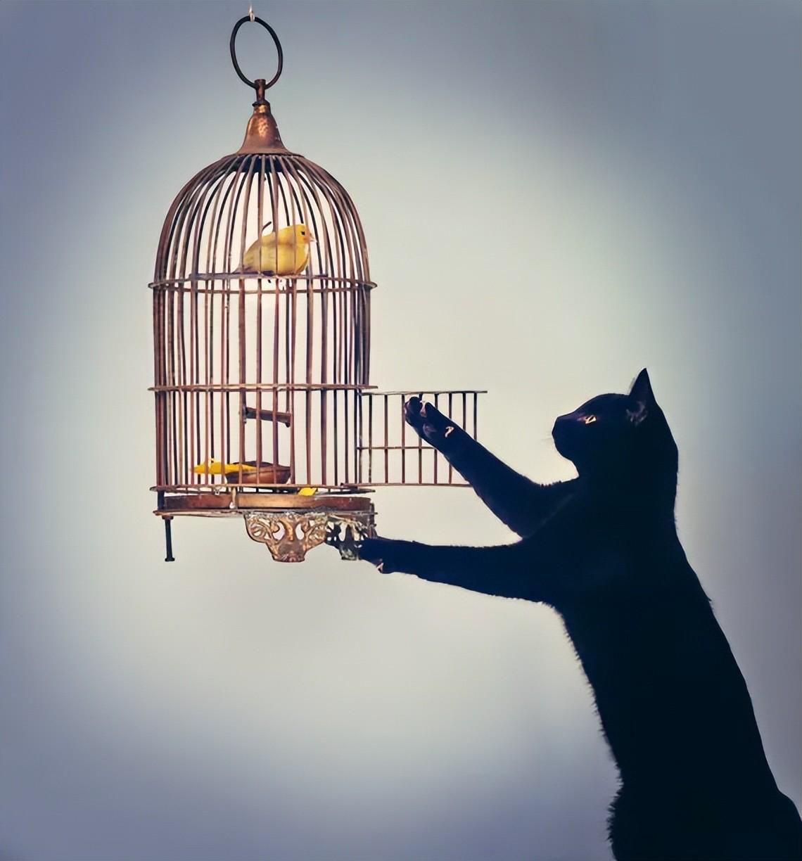 新手养猫指南｜新手养猫需要做哪些准备