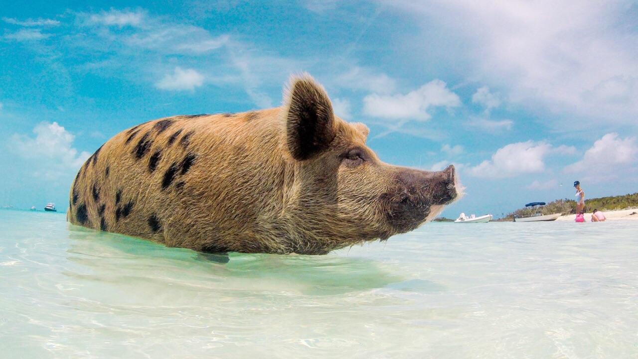 猪岛|世界“猪岛”真的存在吗？至今无人居住，却是猪的天堂