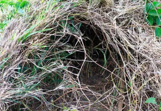 别低估野猪的筑巢能力，从选址到装潢都很精心