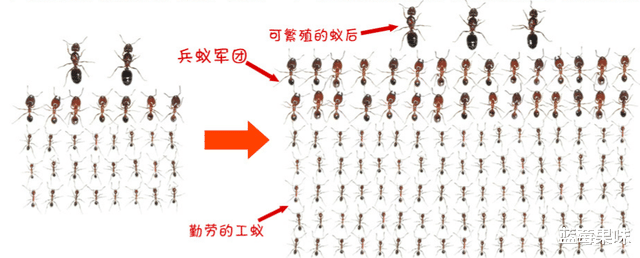 从某种意义上来讲，蚂蚁是地球上进化得最完美的生物，没有之一