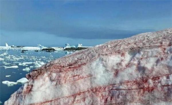 南极传出坏消息,基地周围出现“血雪”?担心的事似乎成为现实