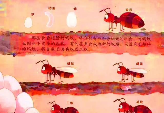 “蚂蚁可能是下一个高级文明”是真的吗?为什么呢?