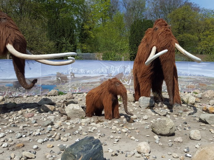 加拿大发现一具3万年前猛犸象的木乃伊，保存完好