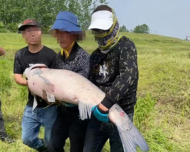 湖北|罕见!湖北举水河百斤青鱼王被人钓起,放生后被网友一致好评