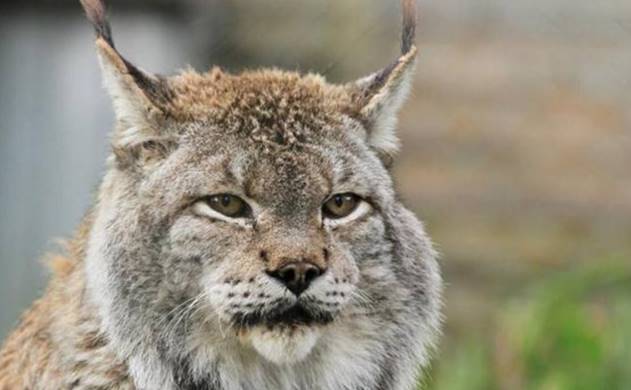 野猫如何变成家猫的?最新研究认为并非人类驯化,而是野猫自愿的
