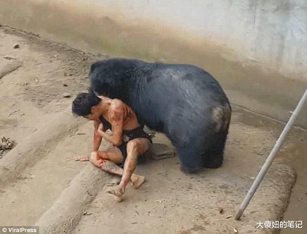 无脑男把食物放黑熊嘴边不给它吃 游客看他“被拖进笼子撕咬”