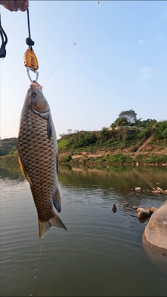 饵料|就问你们一句话，这个鱼费酒不？