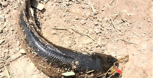 饵料|夏天的鱼情变化大,在调钓、饵料方面作出调整,一样有不错的渔获