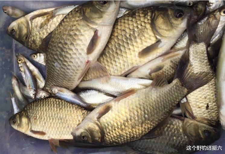 饵料|走出初春“鱼难钓”的困境,做好三点鱼获可期!切记不盲从不扎堆