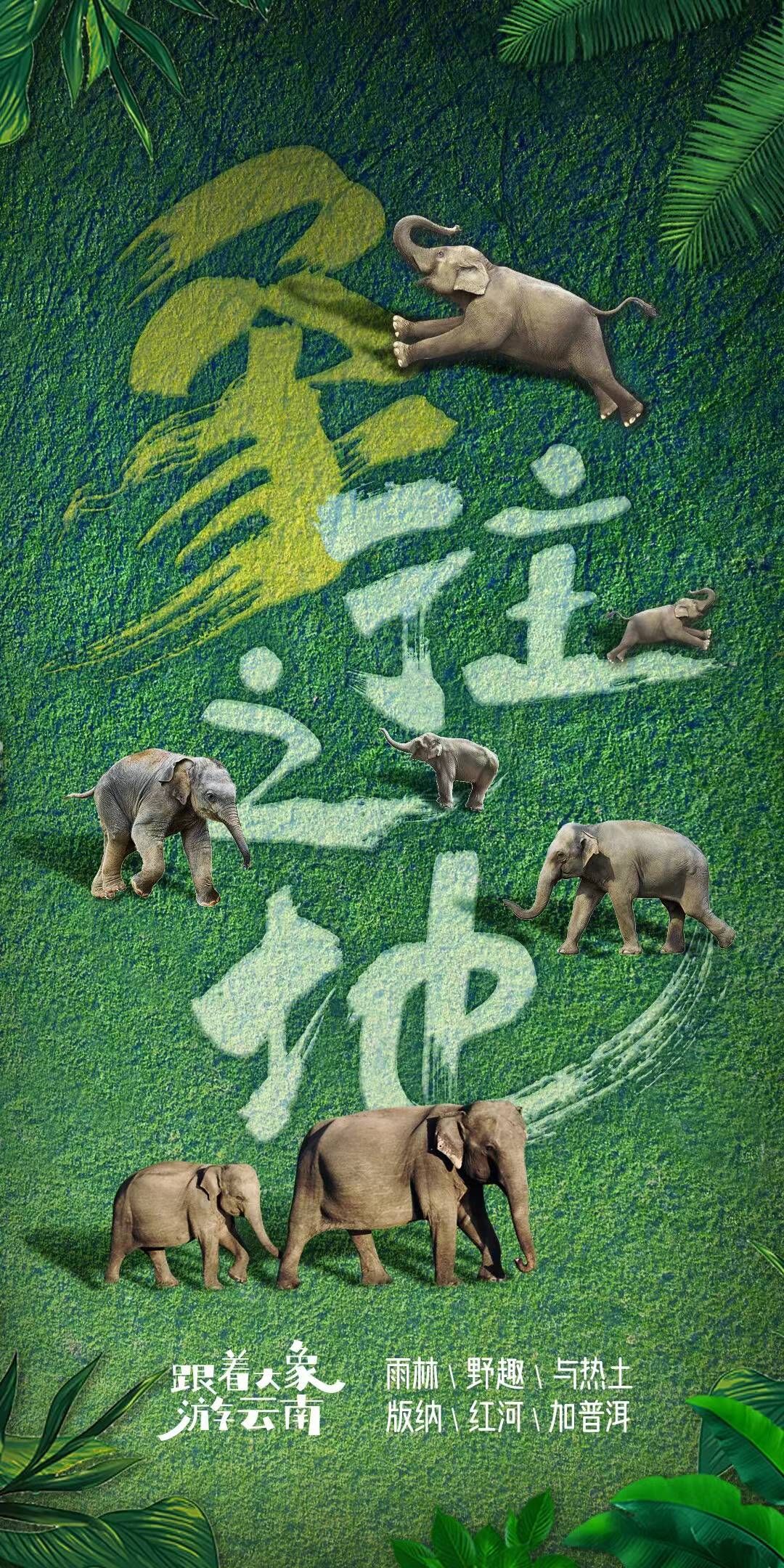 签证|跟随“大象旅行团”冬游云南——版纳万物生，感受自然的蓬勃生长