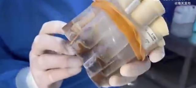 2000只!沈阳海关截获活体黑腹果蝇最可怕的基因改造,威胁人类