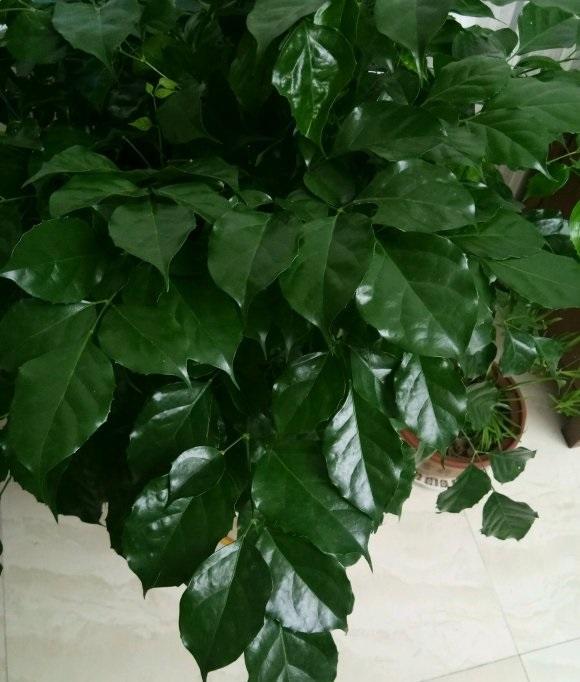 新房子装修完了，买这3种植物养在家里，全年不黄叶，能净化空气