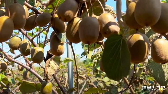 外伶仃岛|秋冬时节打卡武汉郊区一座小镇，山岭间遍布树，采摘的水果满箩筐