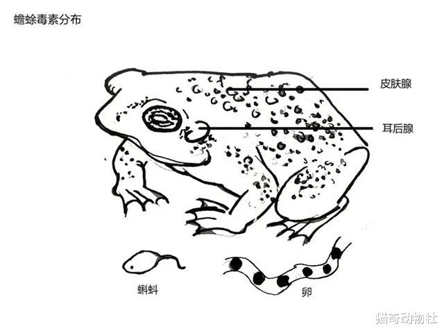 背上布满毒腺的蟾蜍有没有天敌?