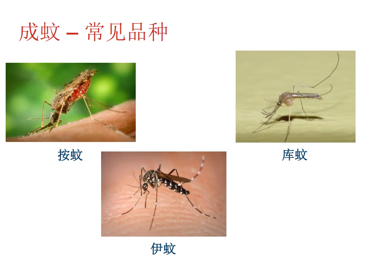 人大代表提议全面消灭蚊子!如果全部灭绝,生态系统会不会崩溃?