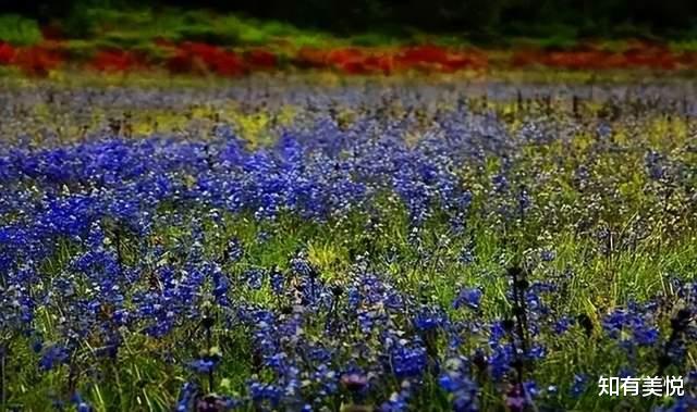 施甸|六月，到这8个地方走走，去过一个五彩斑斓，不似人间的夏天吧！