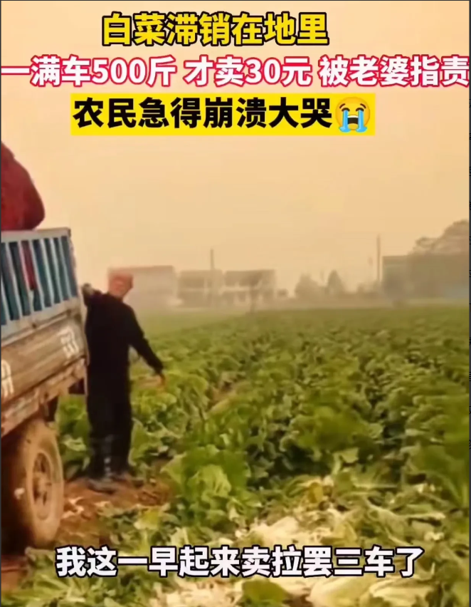 河南商丘,因白菜滞销,大爷一车500斤白菜才卖30元,妻子知道后责怪大爷卖便宜了!