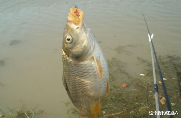 鲤鱼|初春钓鲫鱼谨防鲤鱼凑热闹!留意两种漂相行为,鲫鱼鲤鱼钓过瘾!