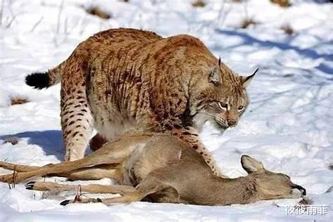 猞猁是何方神圣?为何能成为狼的天敌?狼是真的打不过猞猁吗?