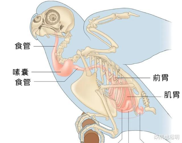 为什么大多数动物的排泄和交配,要共用一个器官?有什么好处吗?