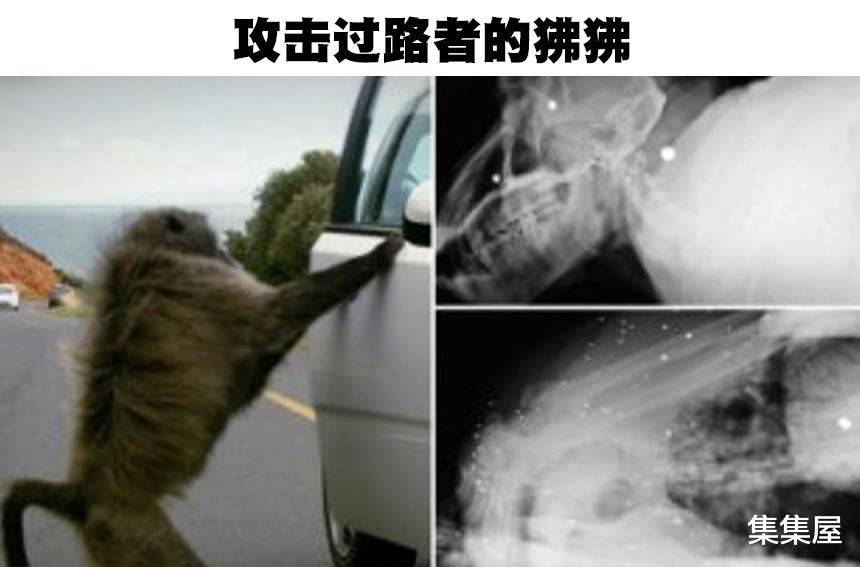 以人类的标准,在人类社会犯了罪的7只动物