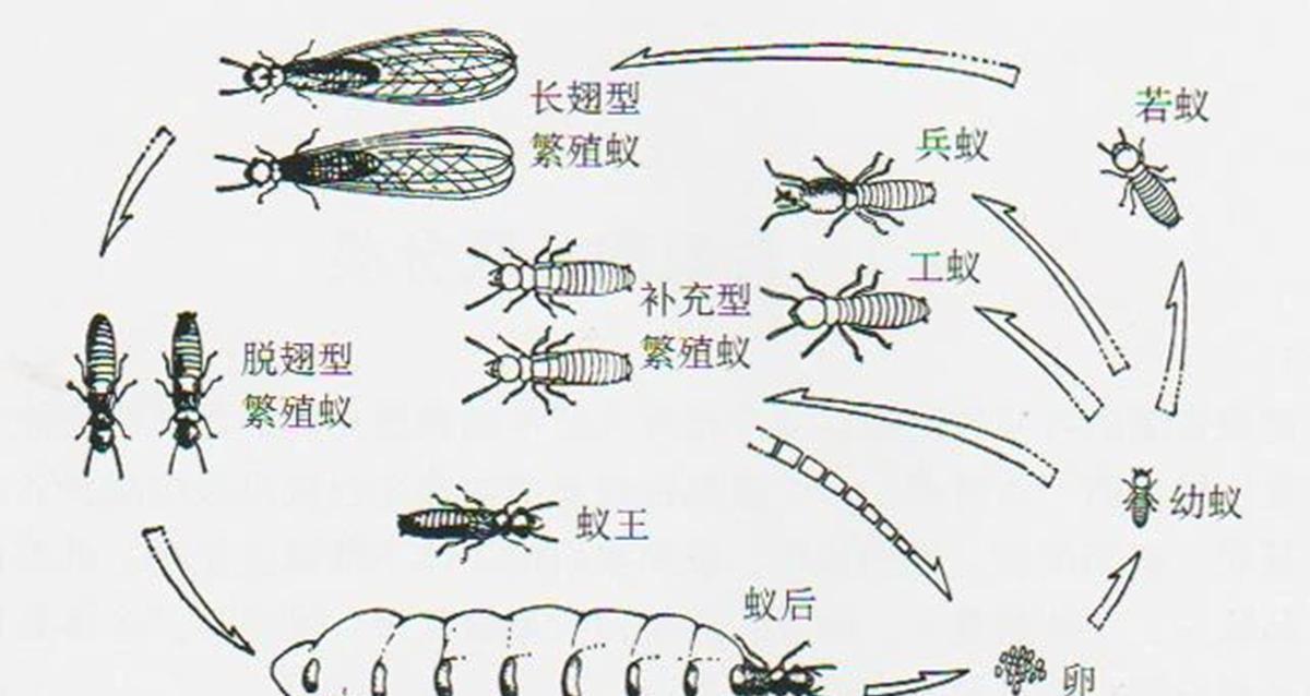 猎奇:十年磨一剑的蚁族,如果蚁后突然死亡,其他蚂蚁会怎么样?