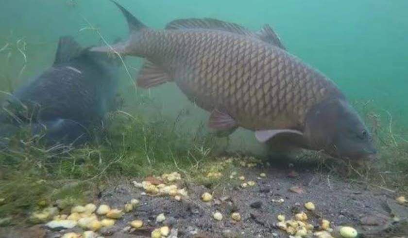 |大鱼进窝小杂鱼逃离，这还需要钓鱼人帮忙，这个忙该怎么帮？