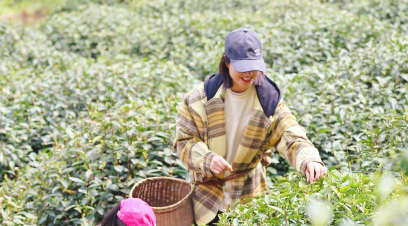 杨紫|朱丹素颜带女儿采茶！腰挂一个大竹筐接地气，头上一顶帽子超9千