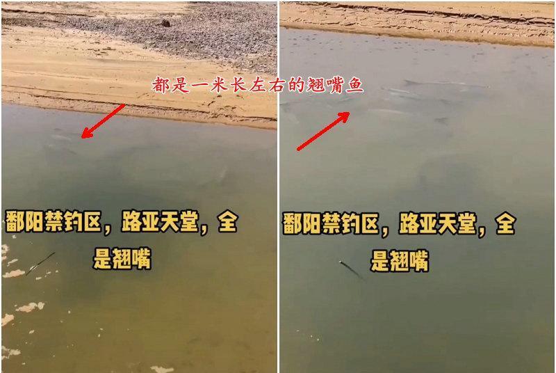 |鄱阳湖:滩涂浅水中大群翘嘴鱼清晰可见,钓鱼人:禁钓区,不敢钓