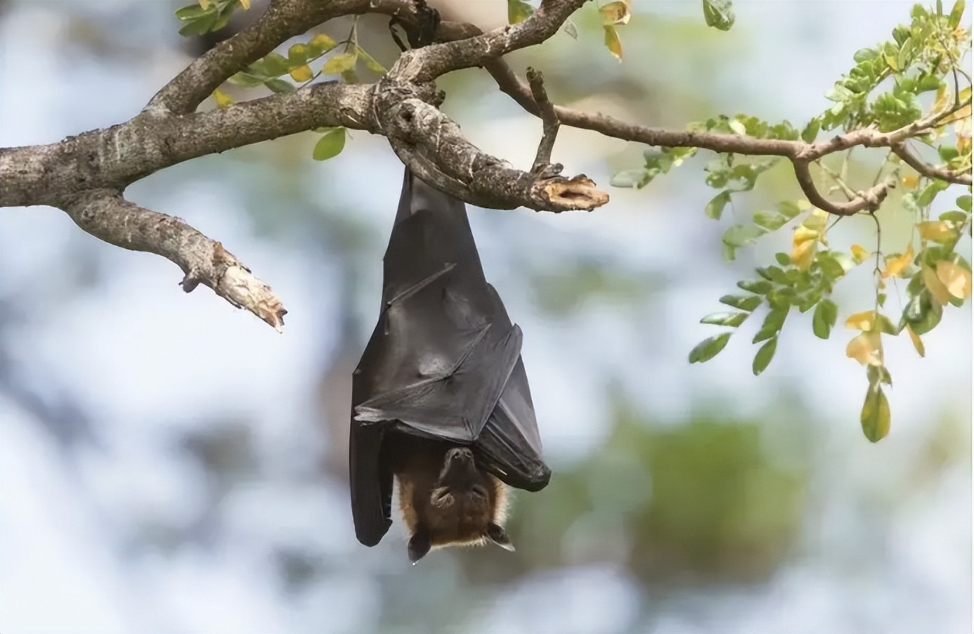 苏州天空出现一根白线,下面挂着一只死蝙蝠,这是咋回事?
