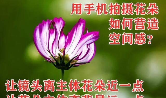 姹紫嫣红的春天，学习六个摄影技巧，拍摄别样风情的花朵照片