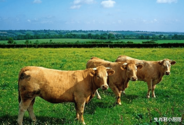 星座男|赚钱能力得到彰显，属牛人在职场过五关斩六将，今年收获满满