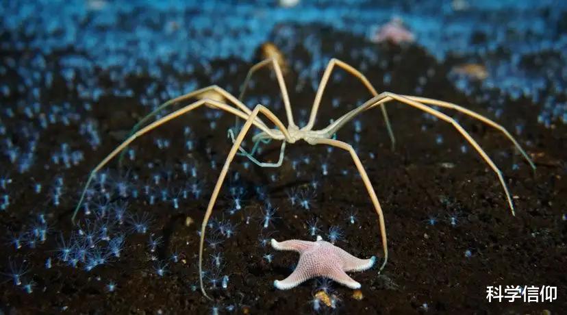 无需进化，便在气候多变的地球上活了5亿年，海蜘蛛怎么做到的？