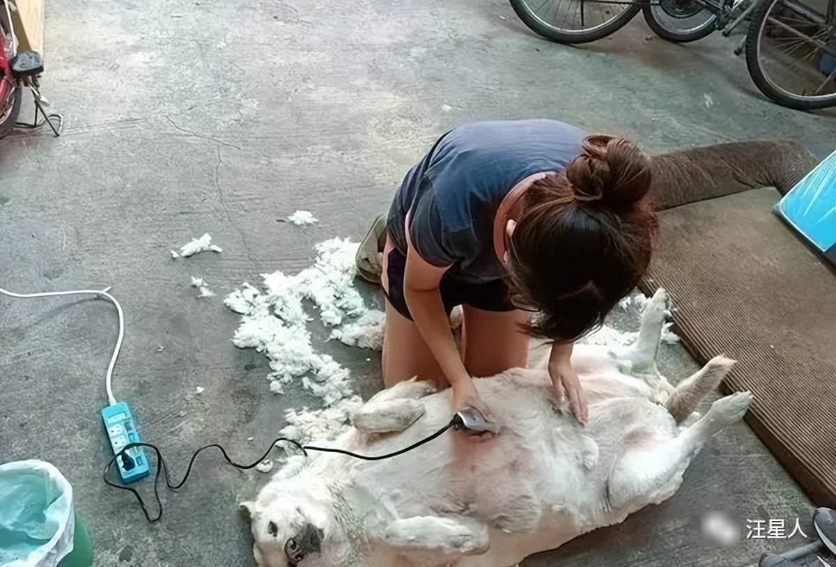 胖子的悲剧：明明是狗，却被认成羊