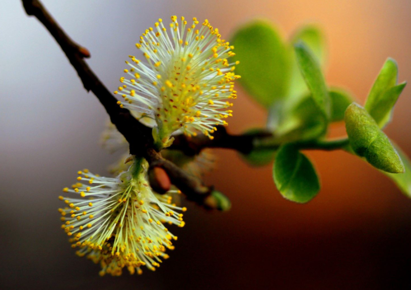 微距镜头|别人拍的花朵那么美，原来是给手机加了微距镜头