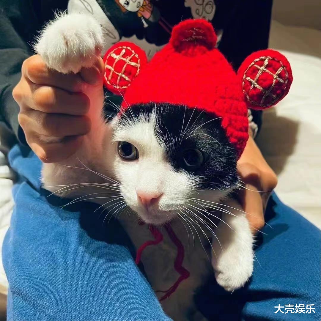 孙俪|孙俪晒孩子和猫咪相处日常,猫咪是去年捡的,网友夸她人美心善