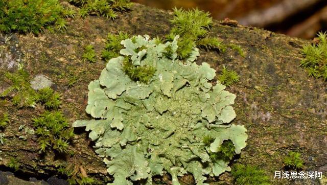 有哪些违背生命规律的生物?跳出三界外的“太岁”,你听说过吗?