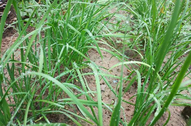 韭菜长不好,用发酵豆腐水浇一浇,可促韭菜长得油绿粗壮