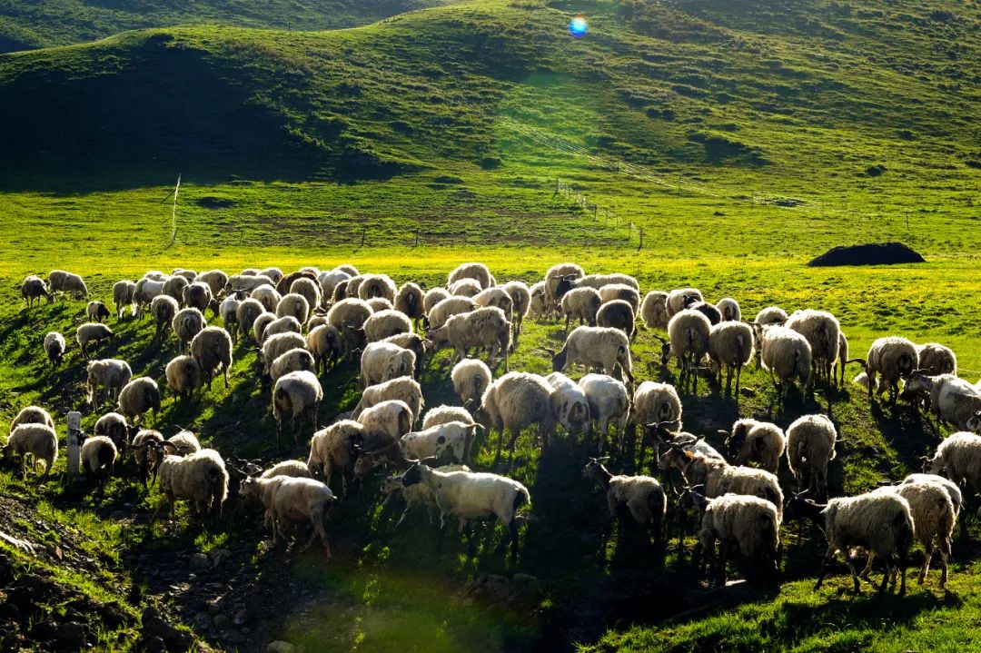 荷花|这才是最值得去的12个避暑天堂,挑一个去过25℃+的夏天