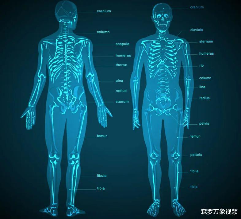 人体共有206块骨头,中国人却普遍只有204块,少的两块哪儿去了