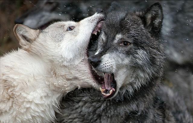 以家庭为单位的狼群中，低级狼并无交配权，如何繁衍自己的后代？