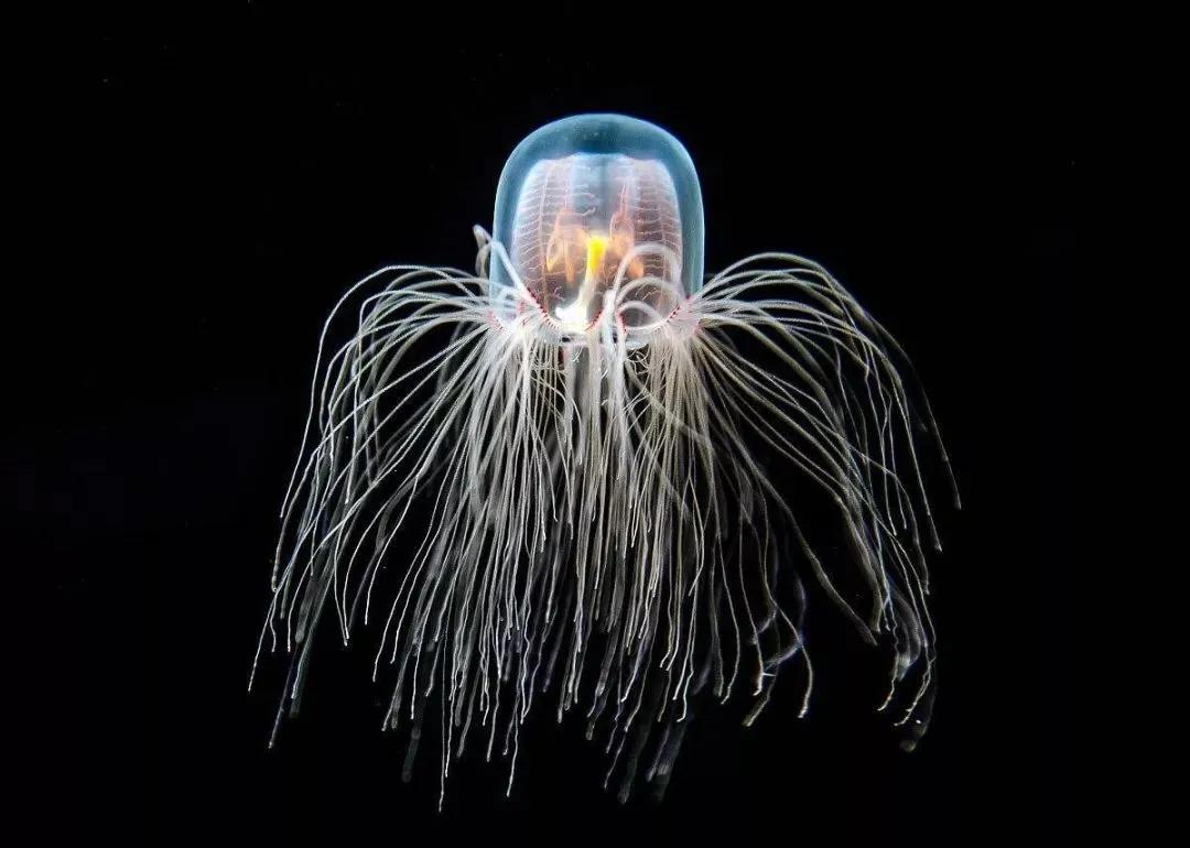 世界五大“命硬”的生物,第四名堪称生命奇迹