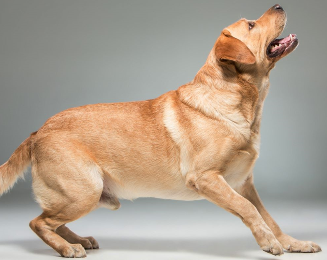 生肖|心理测试：哪只狗狗能治愈你的心灵，测你最近有什么收获？