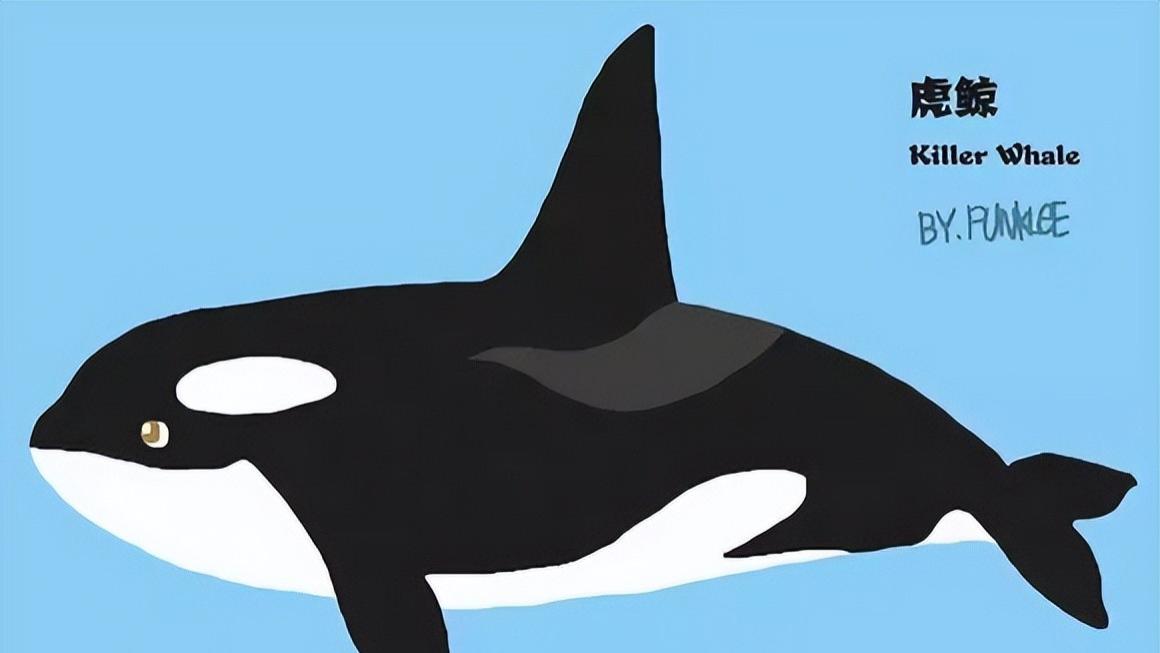 在海里遇见大白鲨不要怕，学虎鲸给它翻个身，就能轻松吃到鲨鱼肝