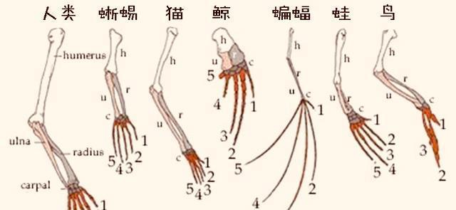 巴西海滩惊现神秘巨手,骨骼纤细有五指,专家:并不属于人类