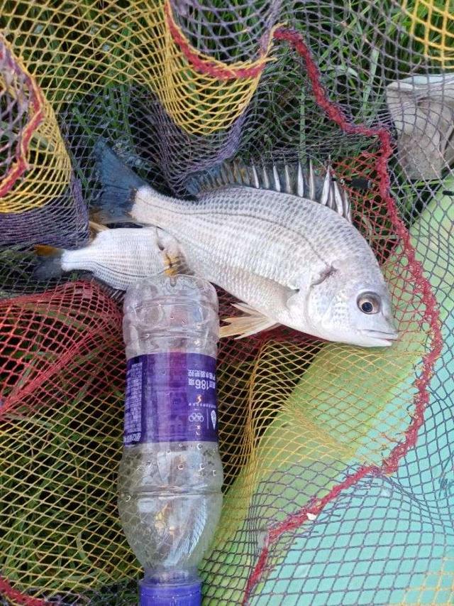 |杂鱼堡的梦想,让鱼获爆了护!