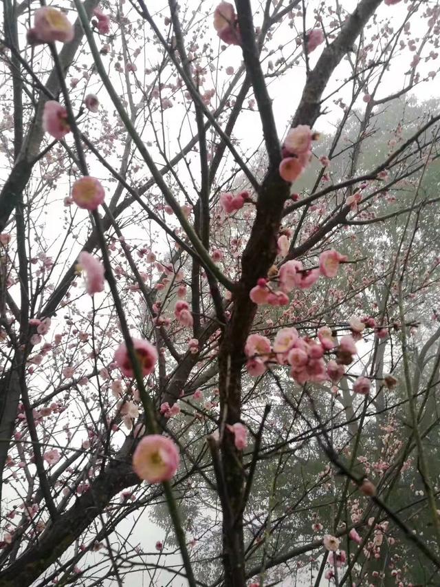 |梅花陆续开放!九江4处赏花地别错过