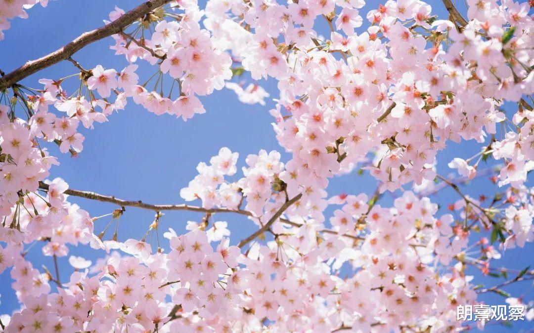 粉色|浪漫樱花季来了，快收下这份春季赏樱地图！