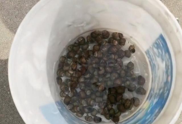 崇明岛|卡车司机因疫情滞留崇明岛，靠钓鱼摸下过日子，网友：野外生存