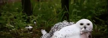 男子河边捡到白色猫头鹰，疑似中毒受伤，这雪鸮一般冬天才迁徙来